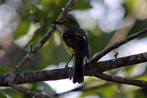 White-eyed Vireo